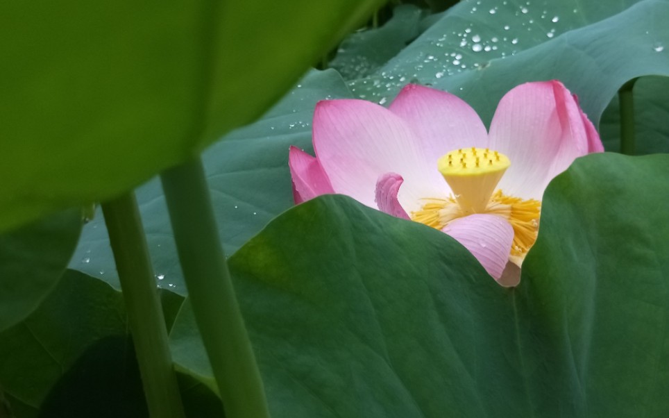 [图]雨后赏荷