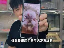 Télécharger la video: 你送过来我没有指责你，知道你也生病住院了！我发出来是希望其它养宠的，多上点心。#新手养宠 #我的养宠小烦恼 #金丝熊 #仓鼠 #养鼠日常分享