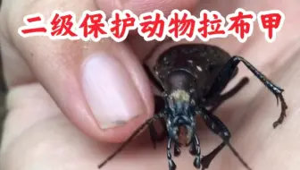 卷叶虫 把自己藏在卷起来的叶子里 以躲避鸟类的捕食 哔哩哔哩 Bilibili
