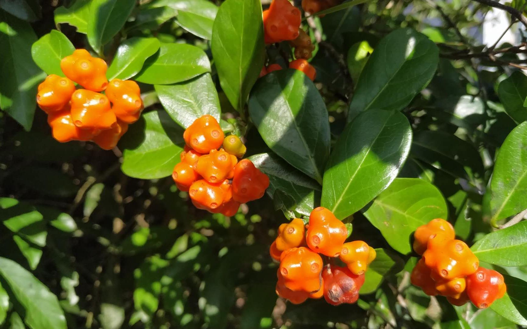 中药藤类植物图片大全图片