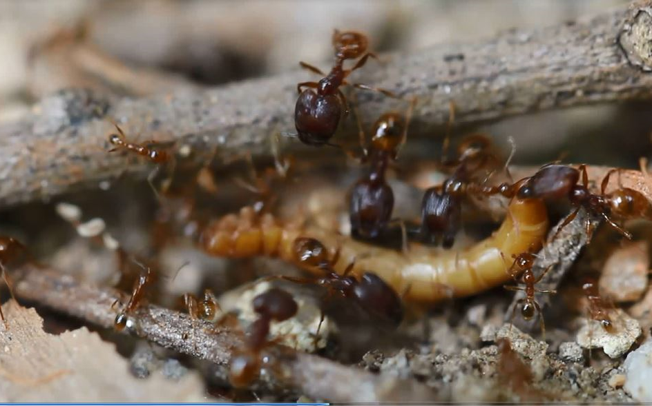 费氏大头蚁pheidole feae捕食黄粉虫幼虫_哔哩哔哩 (゜-゜)つロ 干杯