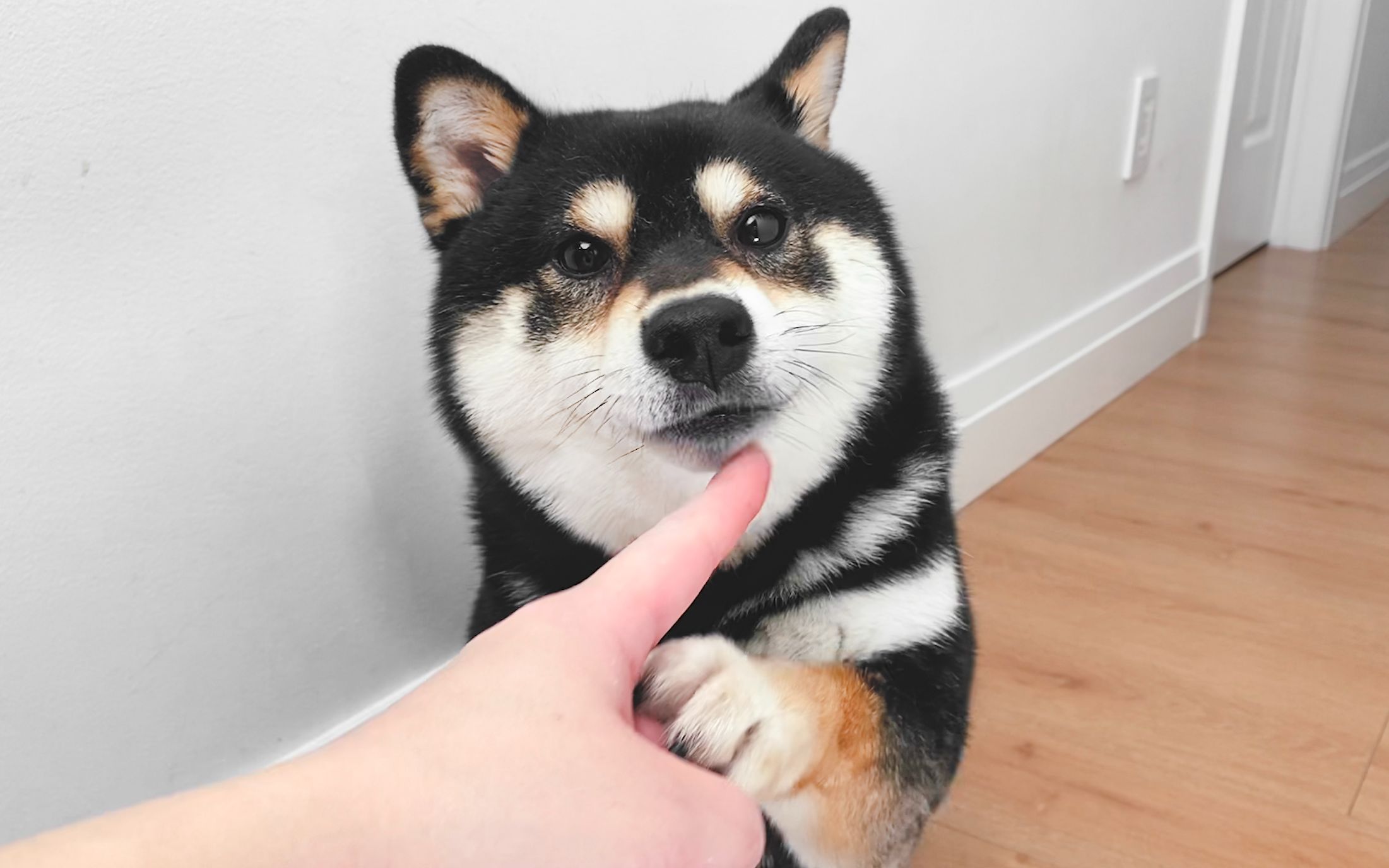 把手指放在狗狗面前,柴犬会有什么反应