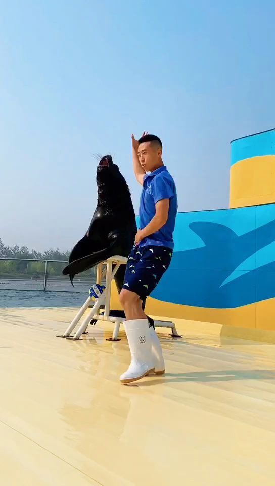 活动  海狮给自己的搭档鼓掌~人艰不拆,哈哈哈