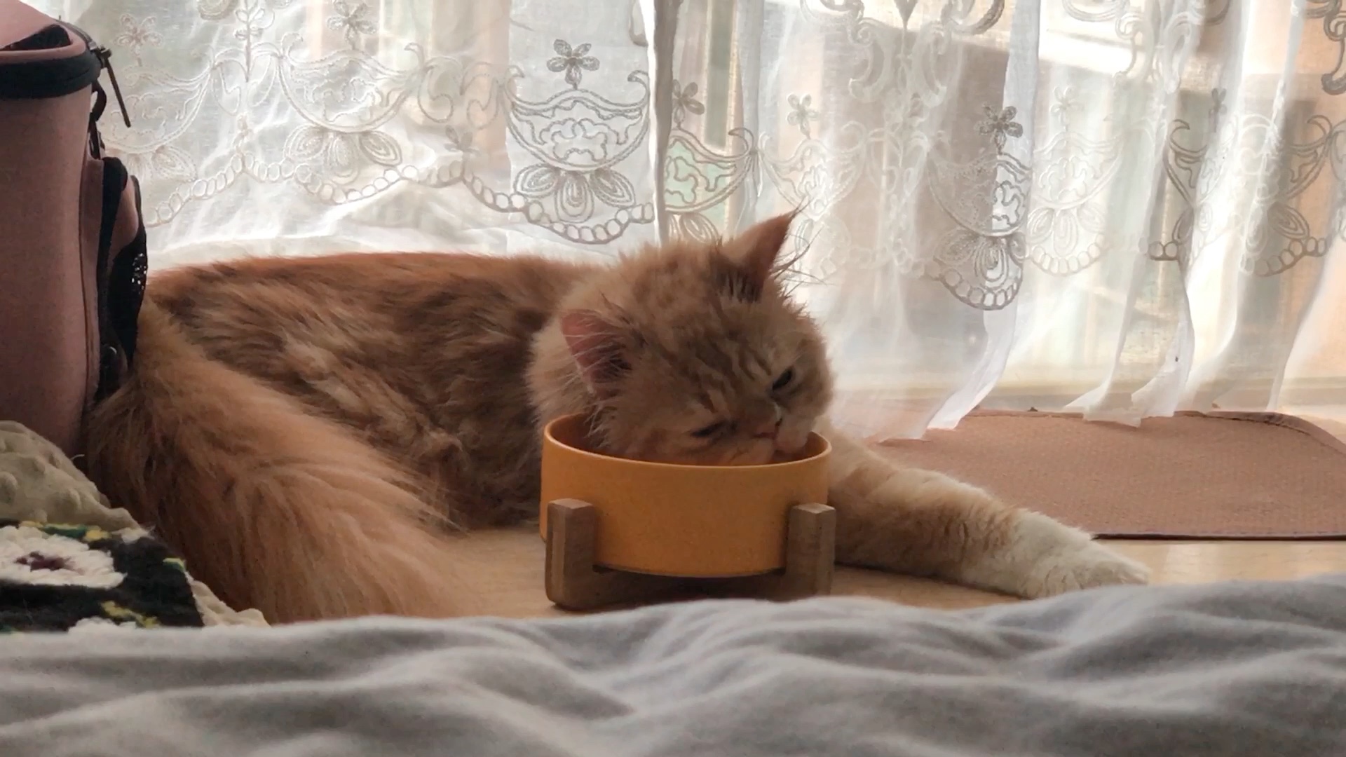 【加菲猫】看见躺着喝水的扁扁脸,麻子脸震惊了|喝水有什么好看的