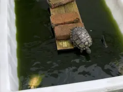 Скачать видео: 今天给暴龙整点硬菜，但我总觉的要把暴龙做成硬菜了。。。有喜欢小鳄鱼小鳄龟的看下煮耶