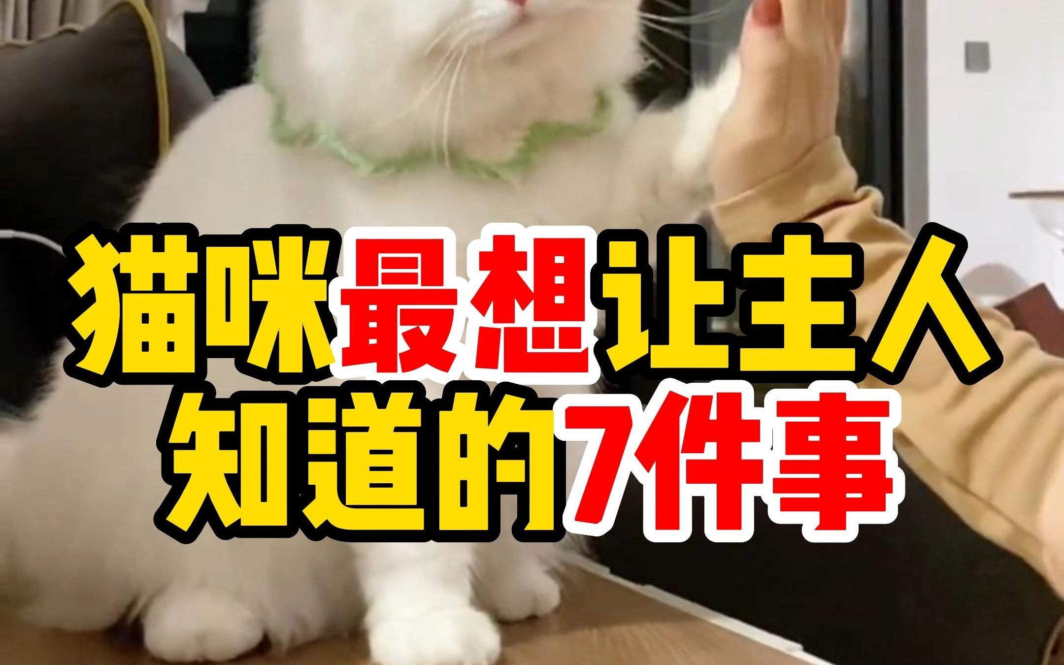 猫咪最想让主人知道的7件事!哔哩哔哩bilibili