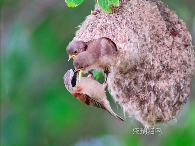 摇篮里的攀雀宝宝长大了#中华攀雀育雏#野生鸟类#鸟界建筑大师