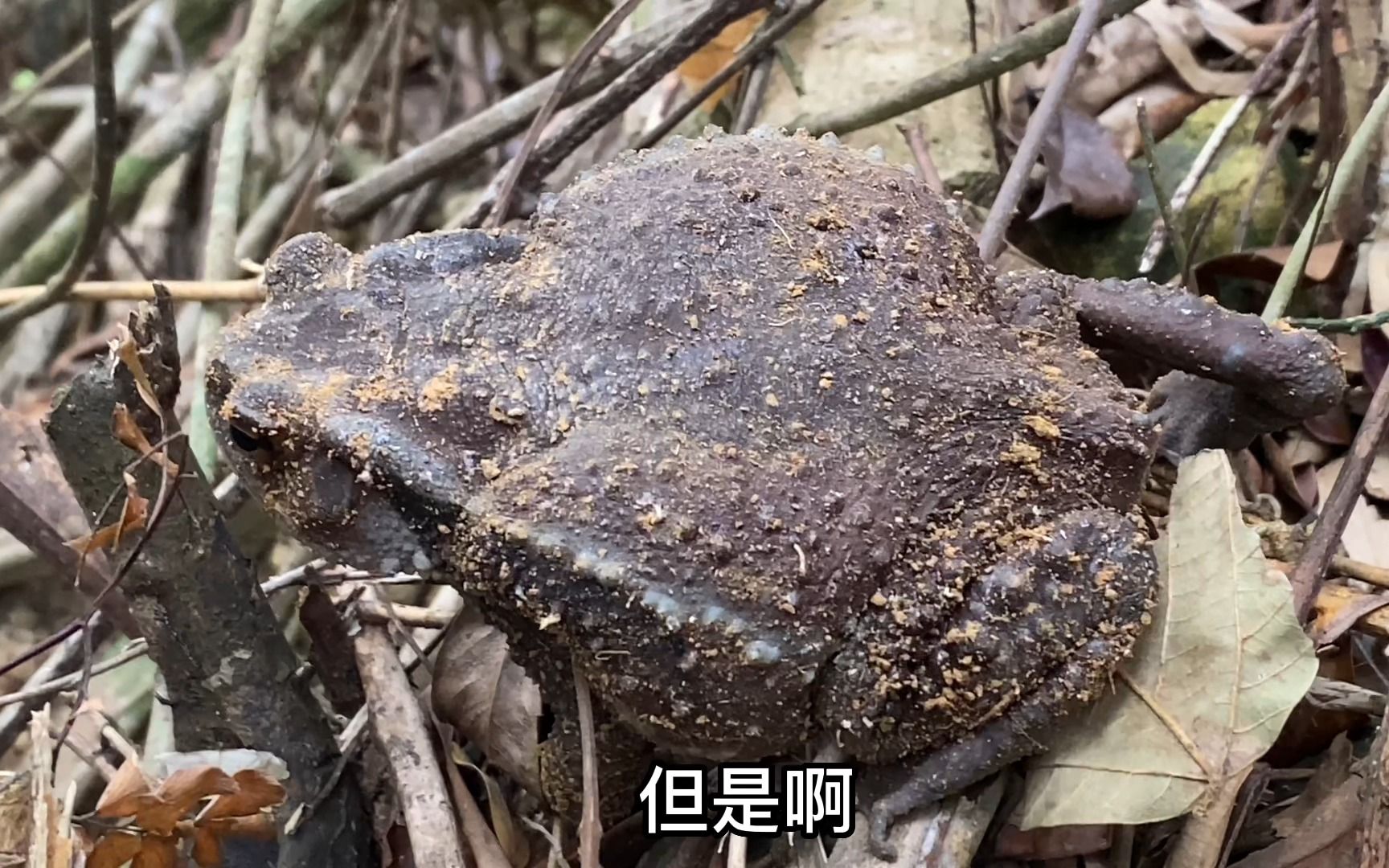 男人是五毒之首表情包图片