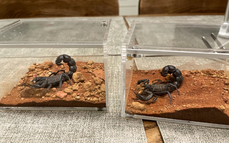 【北非黑肥尾蝎】双马尾喂食,哦不对,双肥尾.