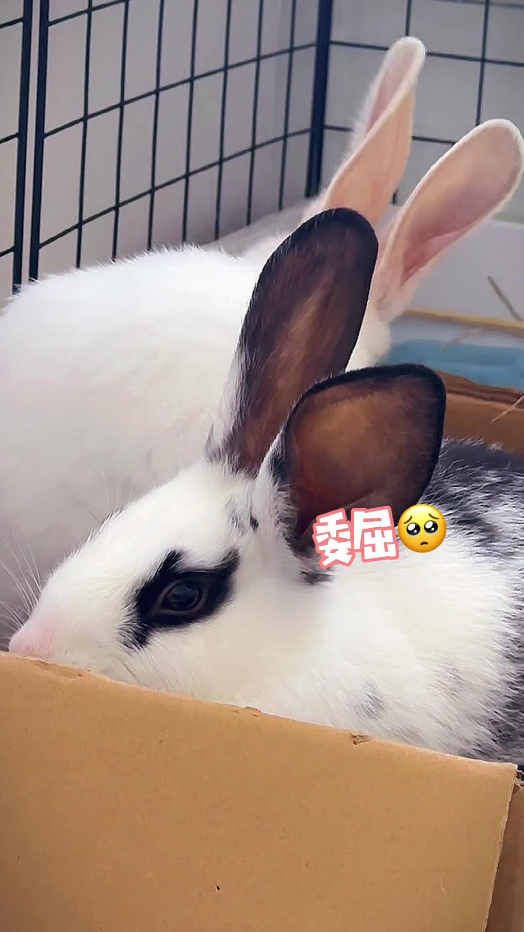 谁来哄哄仙子呀