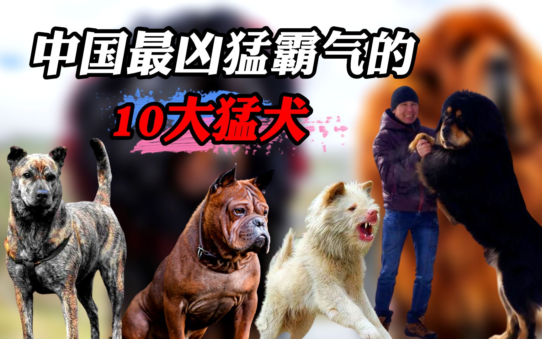 十大猛犬排名图片