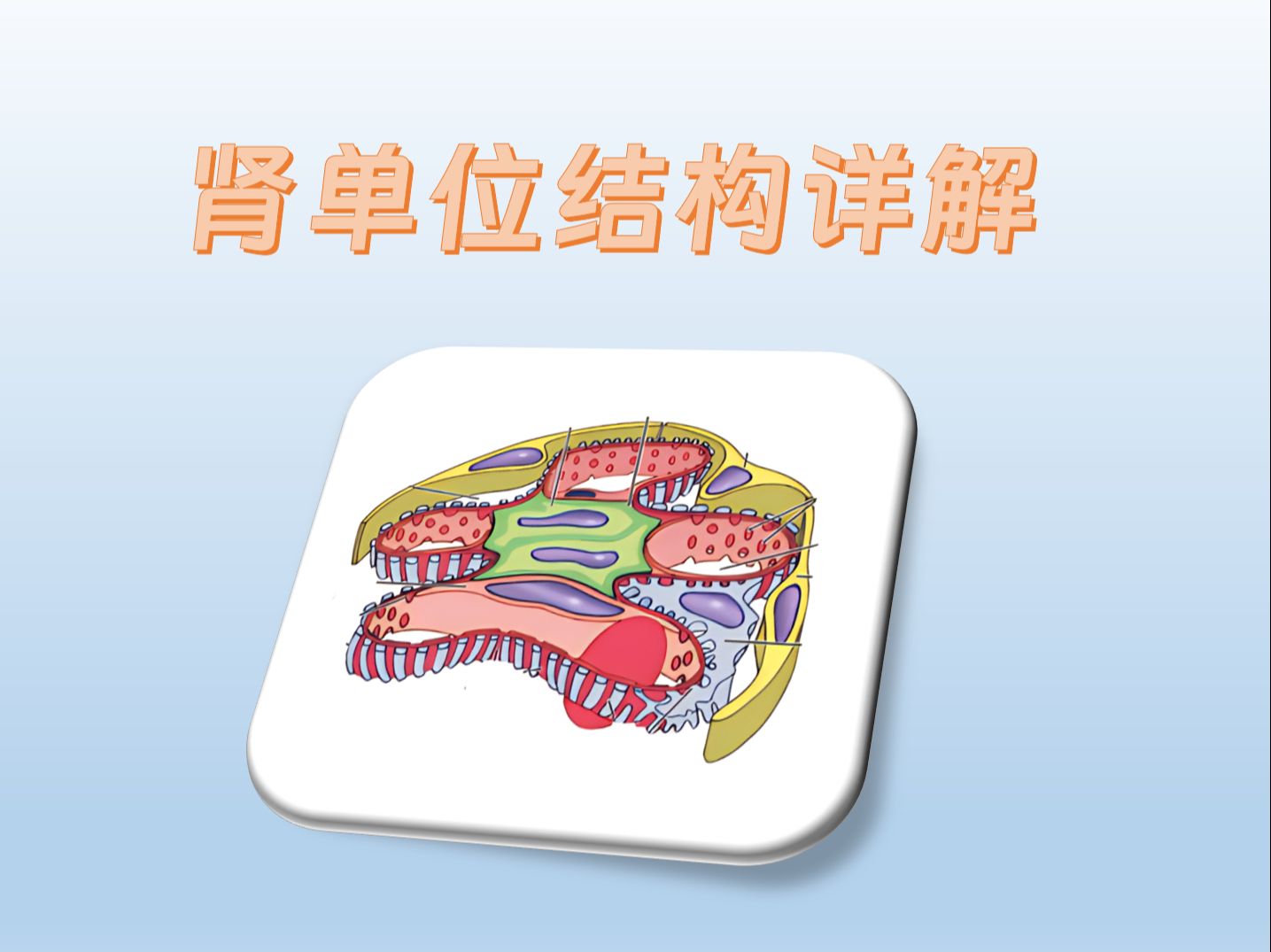 肾单位结构详解