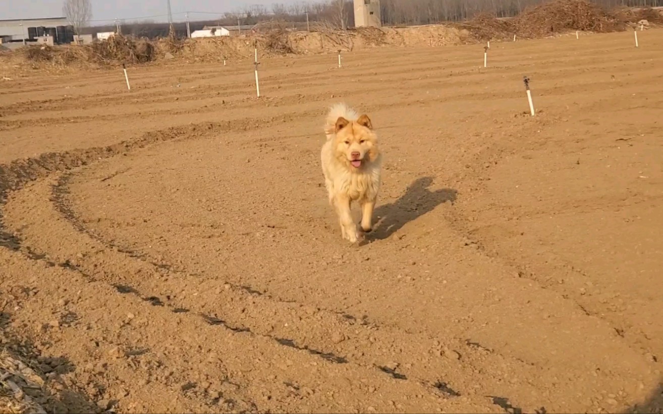 桂圆太单纯了,每次都被我骗到哔哩哔哩bilibili