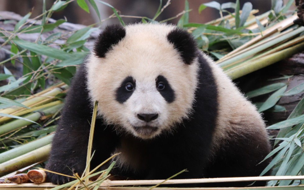 【大熊猫巢天骄】活泼可爱的小绿豆是喜豆麻麻的2020级儿子(原是芊芊