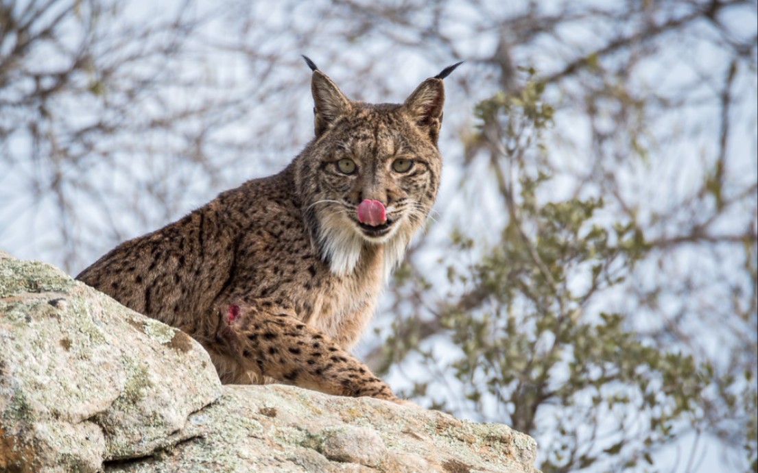 数量最少的猞猁西班牙猞猁
