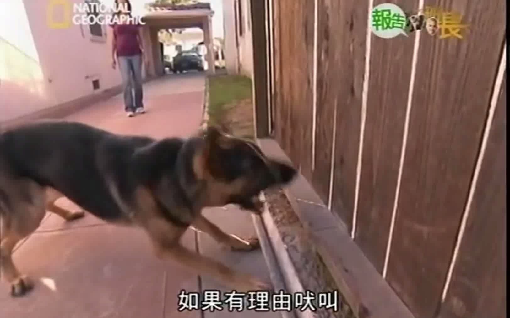 [图]【Dog Whisper】买德国黑背看家，被邻居投诉叫的比公鸡还早