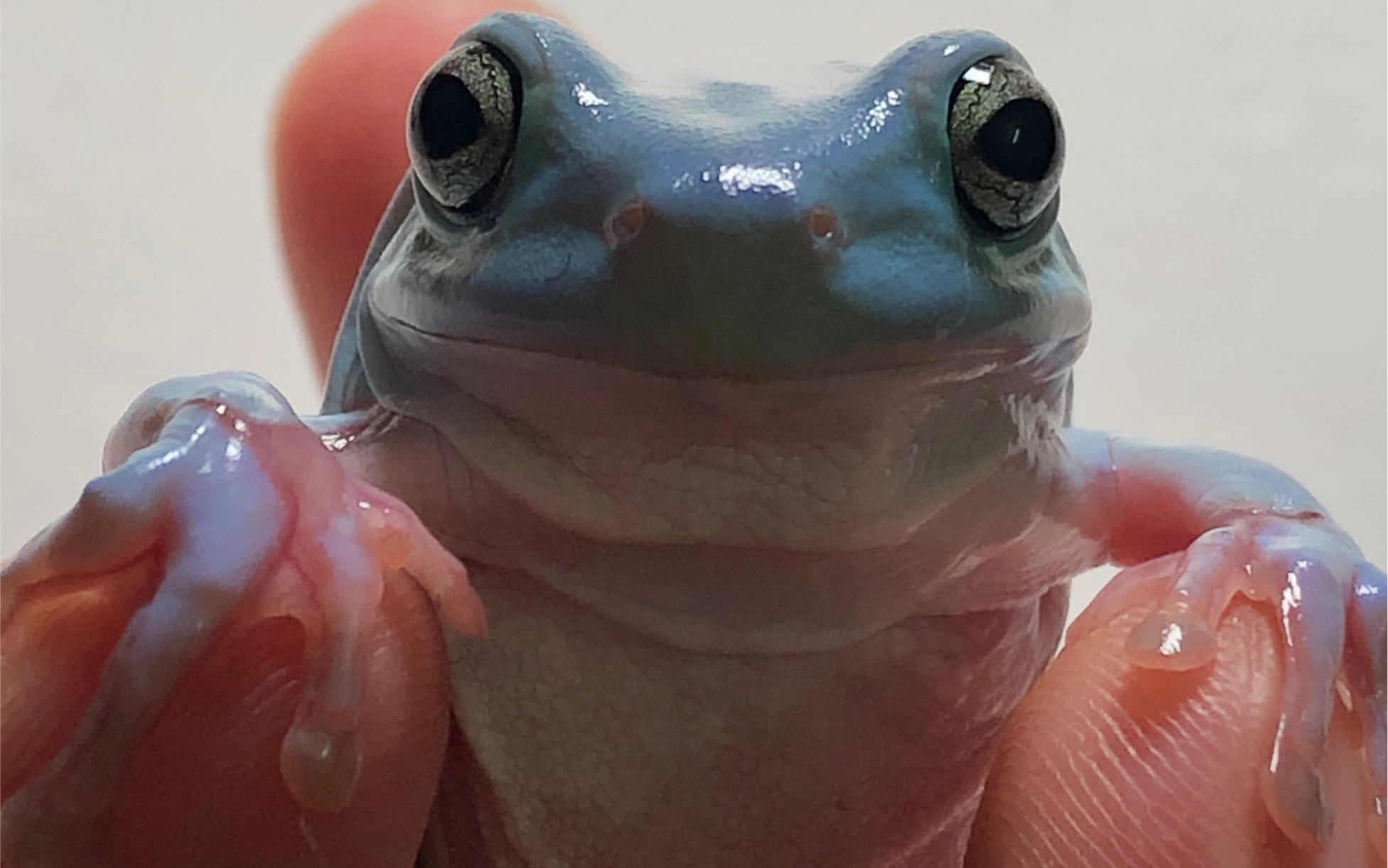 蓝姥爷树蛙6厘米了越发好看了