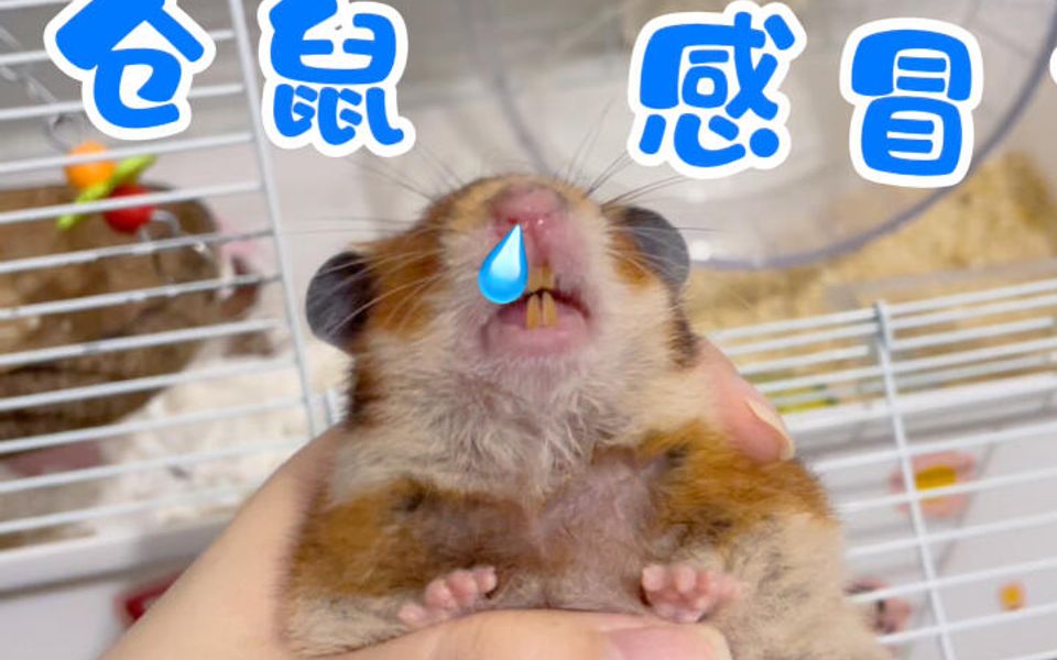 仓鼠感冒的症状04