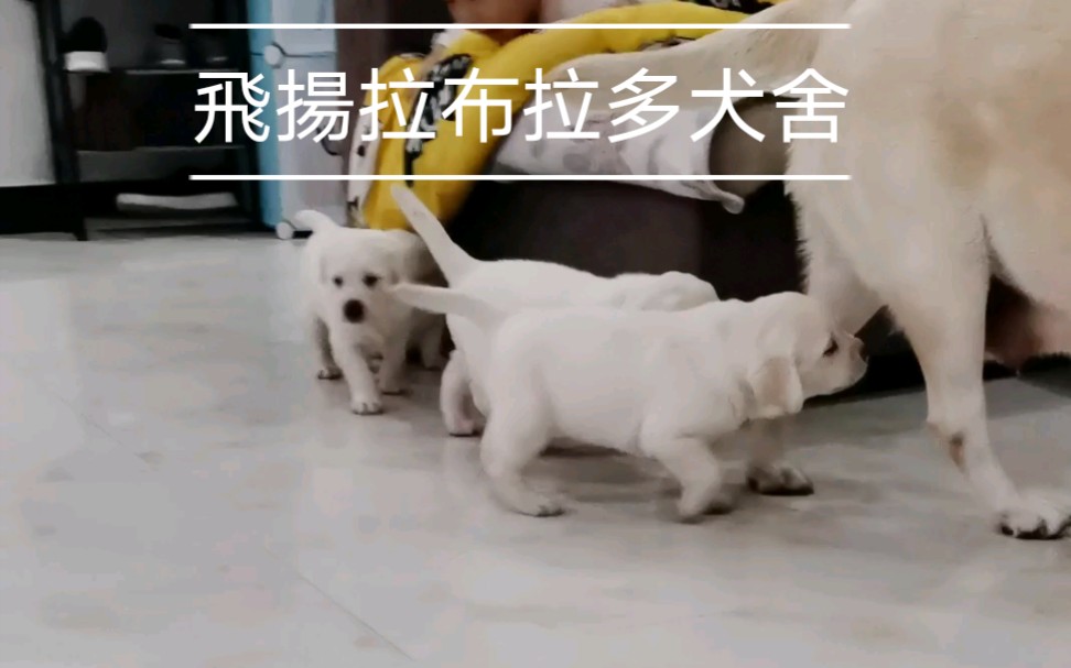 [图]飛揚拉布拉多犬舍环境，幼犬从出生一直在室内生活，两次驱虫三针疫苗做完去新家，为每位拉布拉多爱好者培育最佳伴侣犬，为每个家庭送去欢乐，因为专业所以信赖。