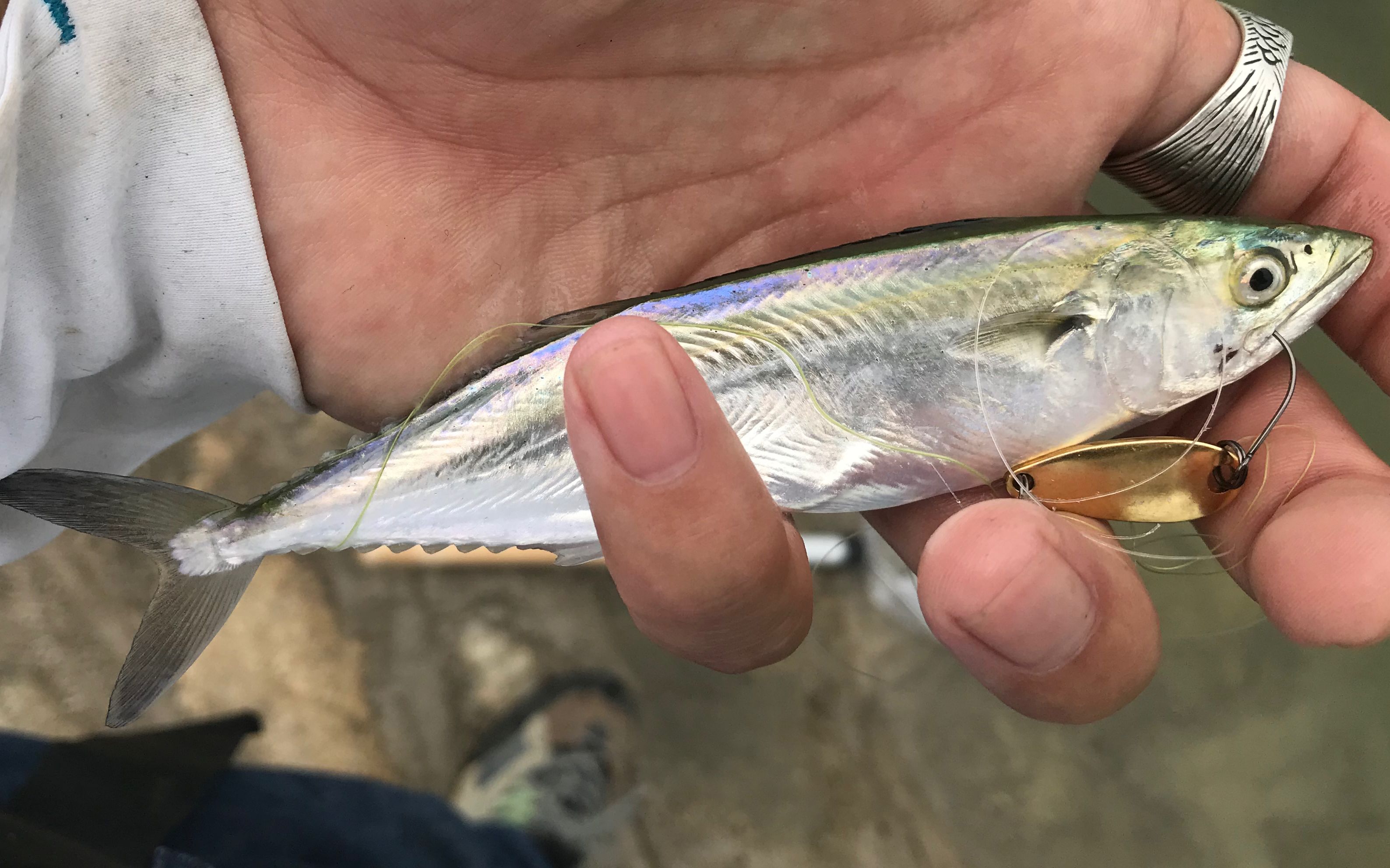 用路亚马口的方法钓鲅鱼秒上连杆下面有太多鱼放纵自己留几条回家尝尝