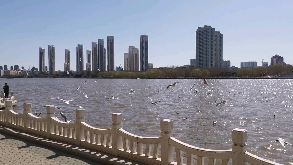 齐齐哈尔劳动湖湖面,惊现"不明飞行物"!