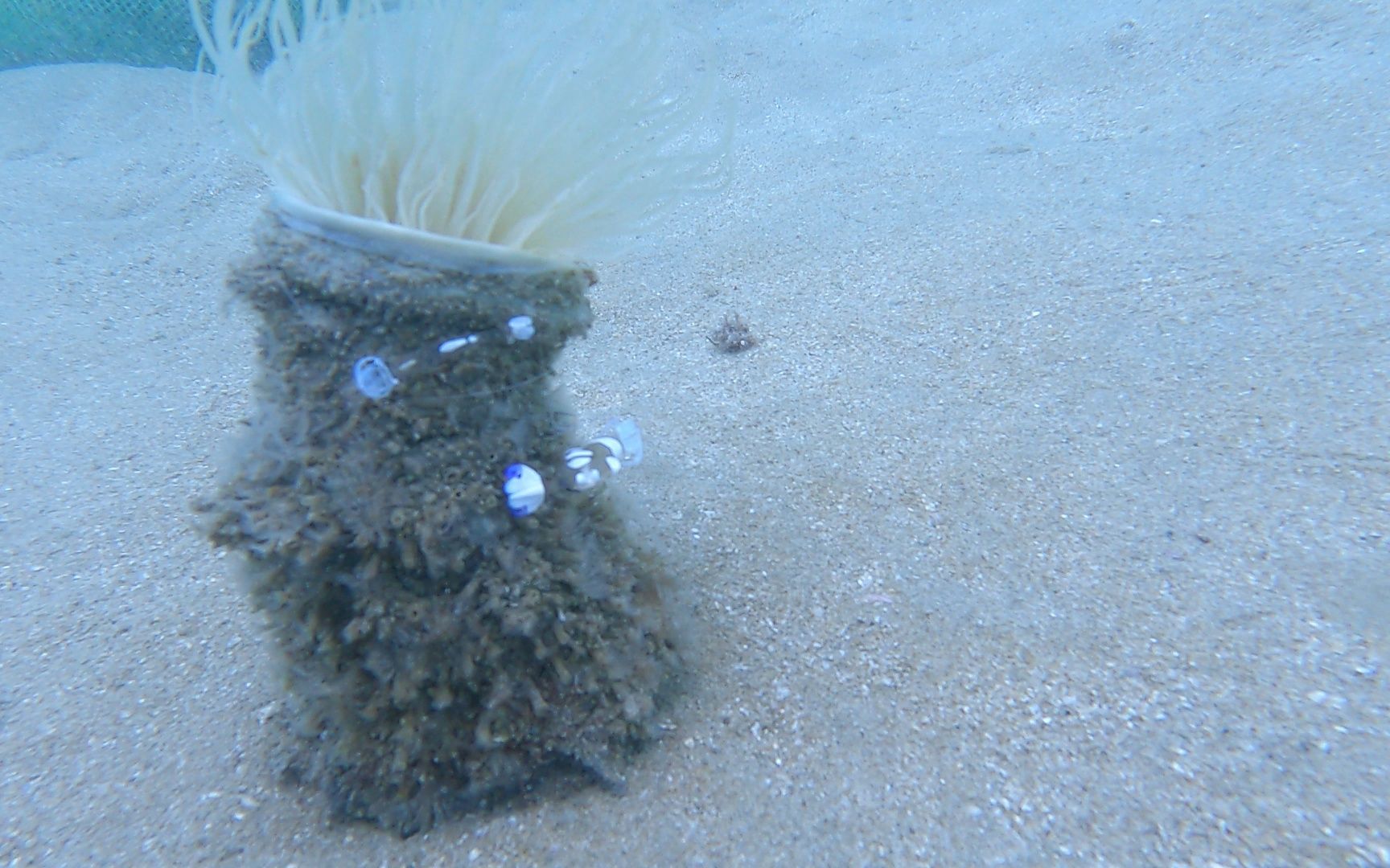 透明的虾真的很仙!