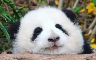 大熊猫和花 搜索结果 哔哩哔哩弹幕视频网 つロ乾杯 Bilibili