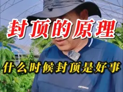 Download Video: 樱桃树封顶的原理是什么，什么时候封顶是好事呢！我来告诉你