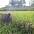 【乡村小日子】记录稻谷生长的全过程，不能缺的主食