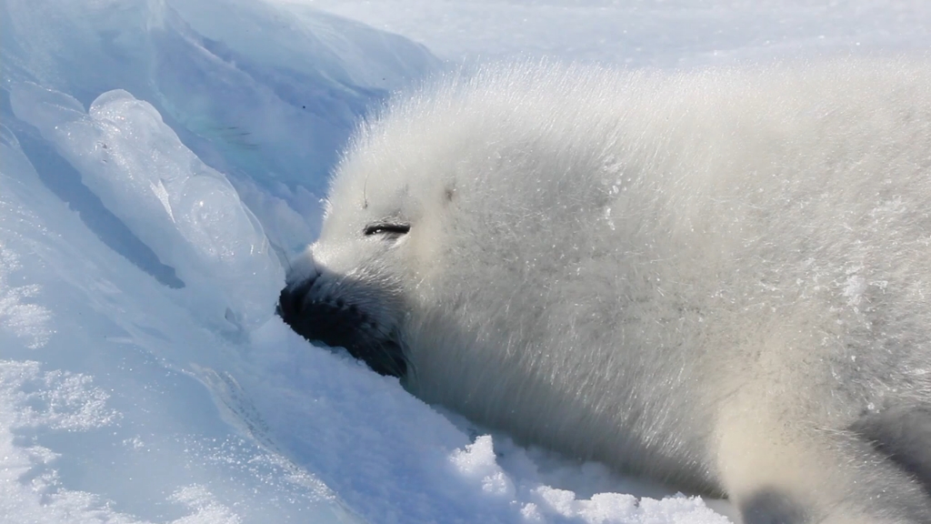 近距离看小海豹睡觉