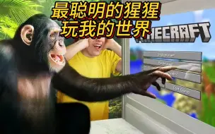 Video herunterladen: 我的世界：最聪明的猩猩玩我的世界