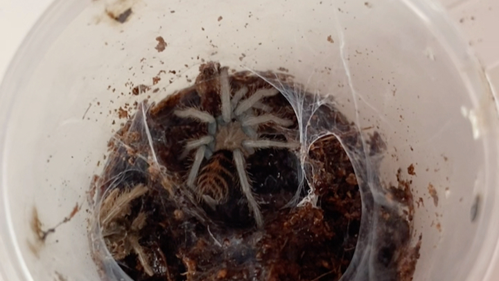 小吴养蛛送的哥虎他家的还没我家的大