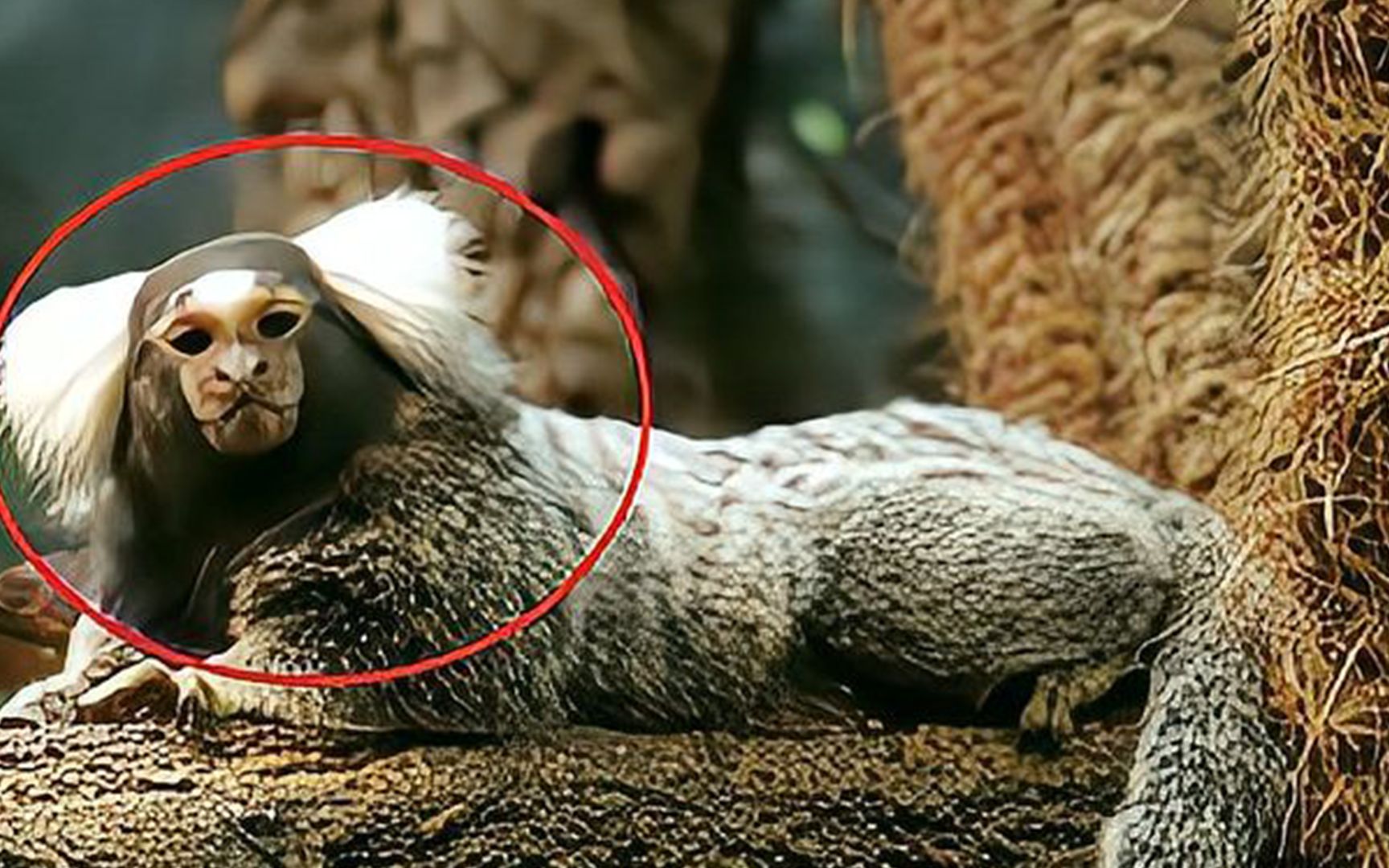 小伙抓到一只"人面兽",专家看后脸色大变:赶快放它走!