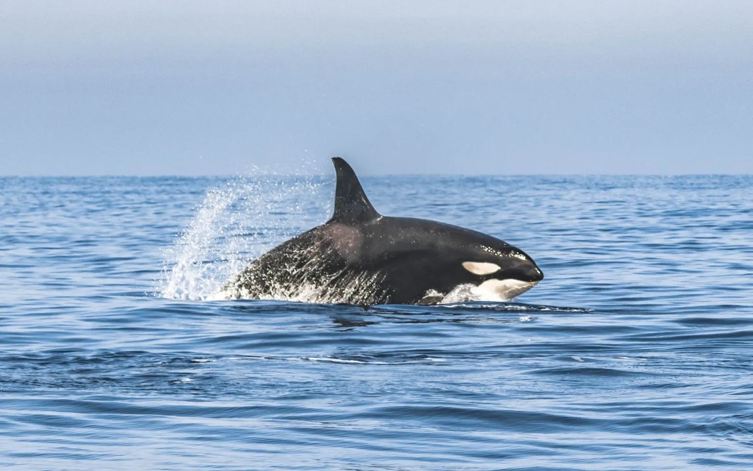 一群东热带太平洋虎鲸正在围攻一条蓝鲸