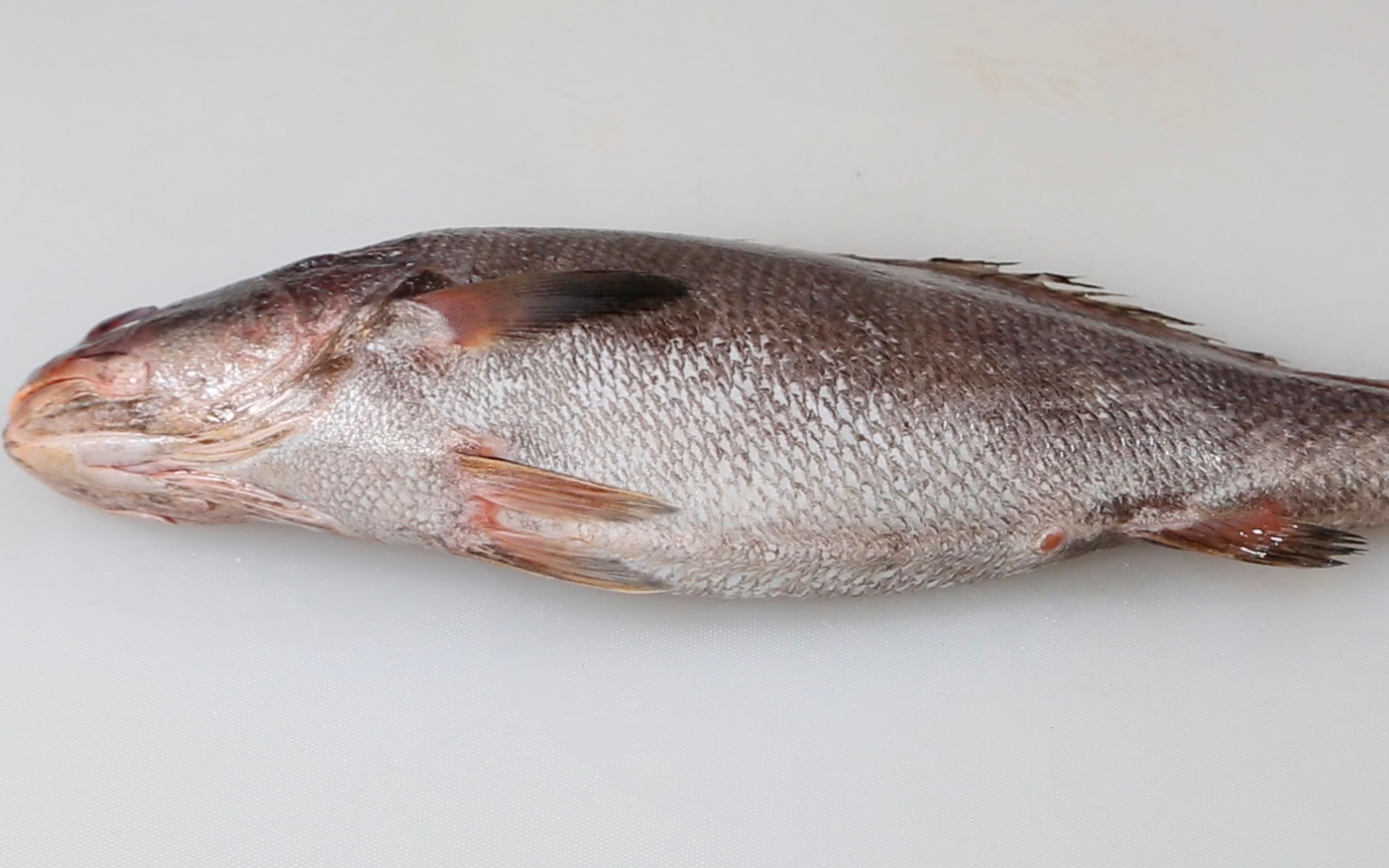 用简单朴实的方法做大鮸鱼头,一上桌喜欢辣的朋友笑了