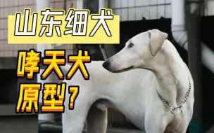 下载视频: 山东细犬科普输出！忠诚看家犬 速度型小猎犬