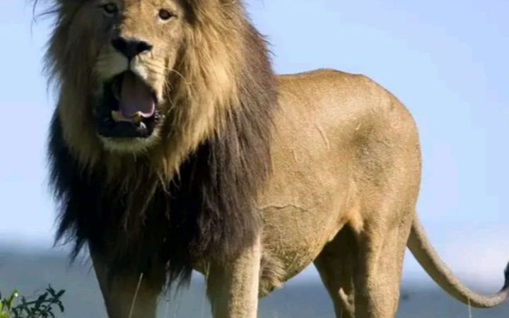 转:宽威雄狮实测270kg?你又被狮吹骗了!来看真相吧!