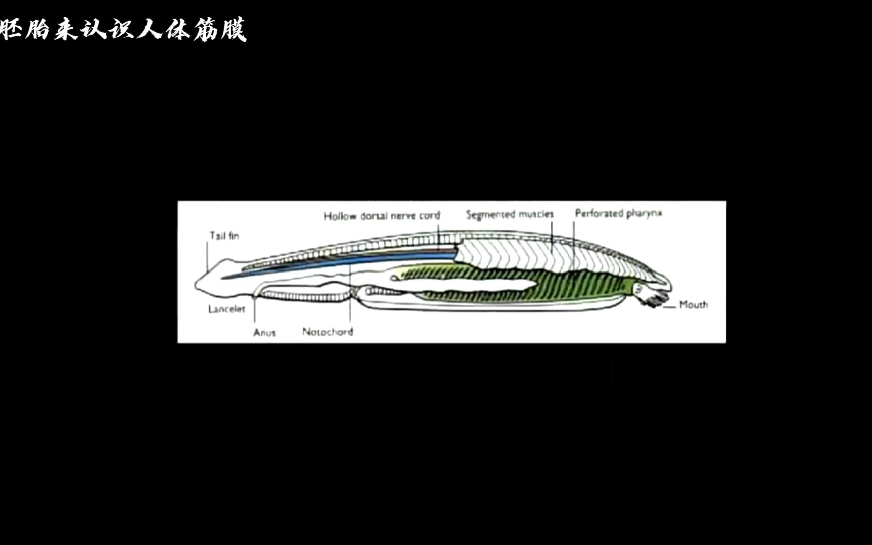 【解剖列车】002从胚胎来认识人体筋膜哔哩哔哩bilibili