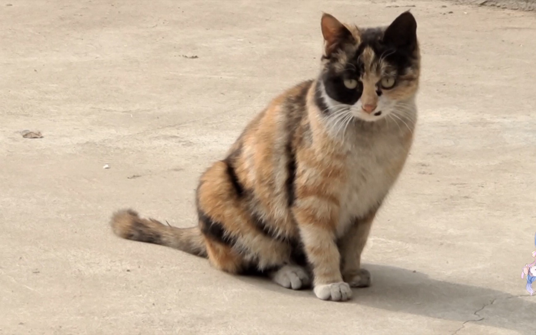 爱睡觉的三花猫,身披黄黑条纹大毛衣_哔哩哔哩_bilibili