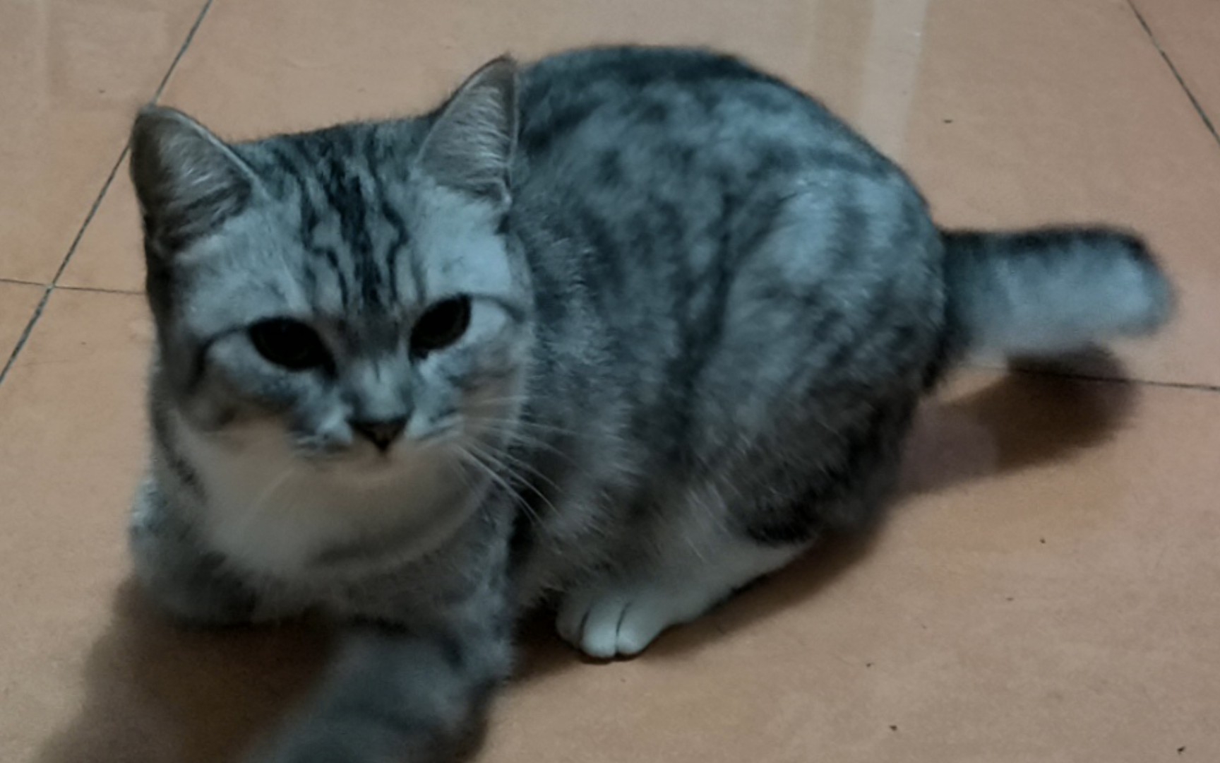 伺候伺候一只美短母猫
