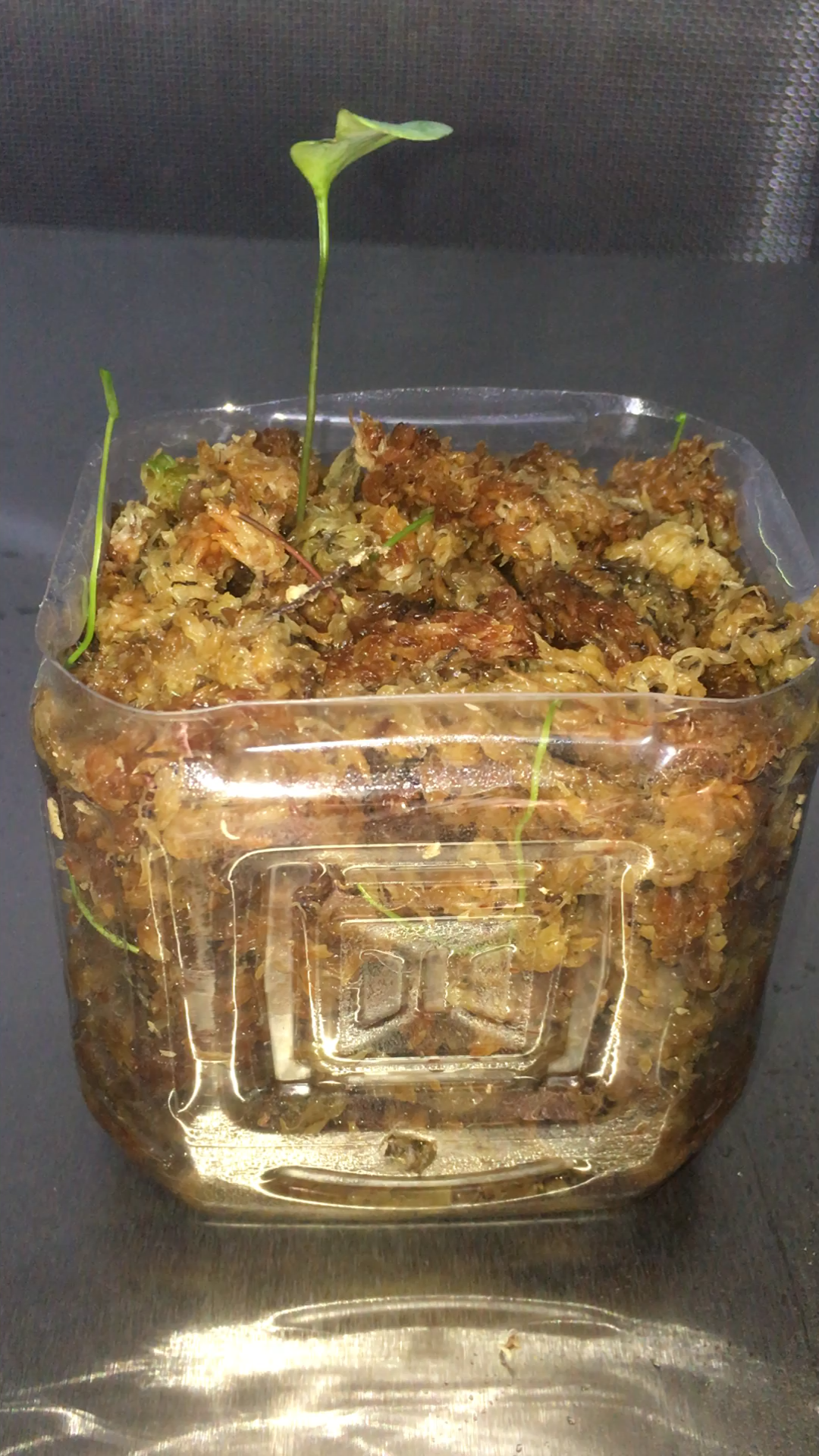 惨不忍睹的洪堡狸藻utricularia humboldtii冒了三个新的叶
