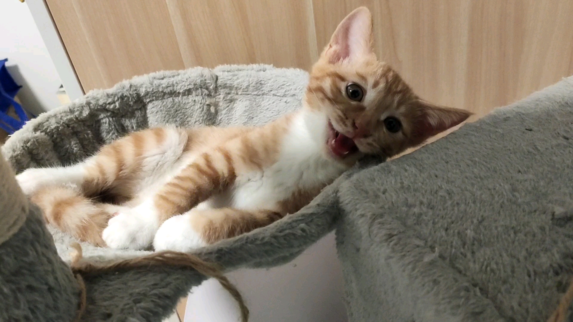 橘猫可以听懂自己名字的小奶猫