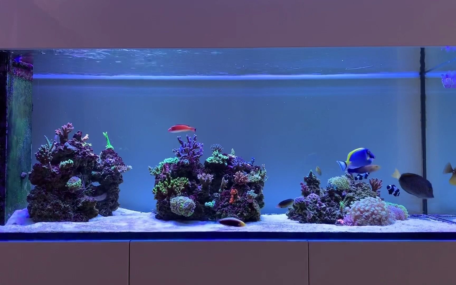 red sea 650 peninsula 以色列,红海水族箱