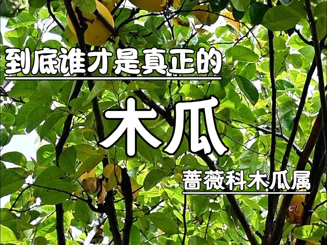 到底谁才是真正的“木瓜”?哔哩哔哩bilibili