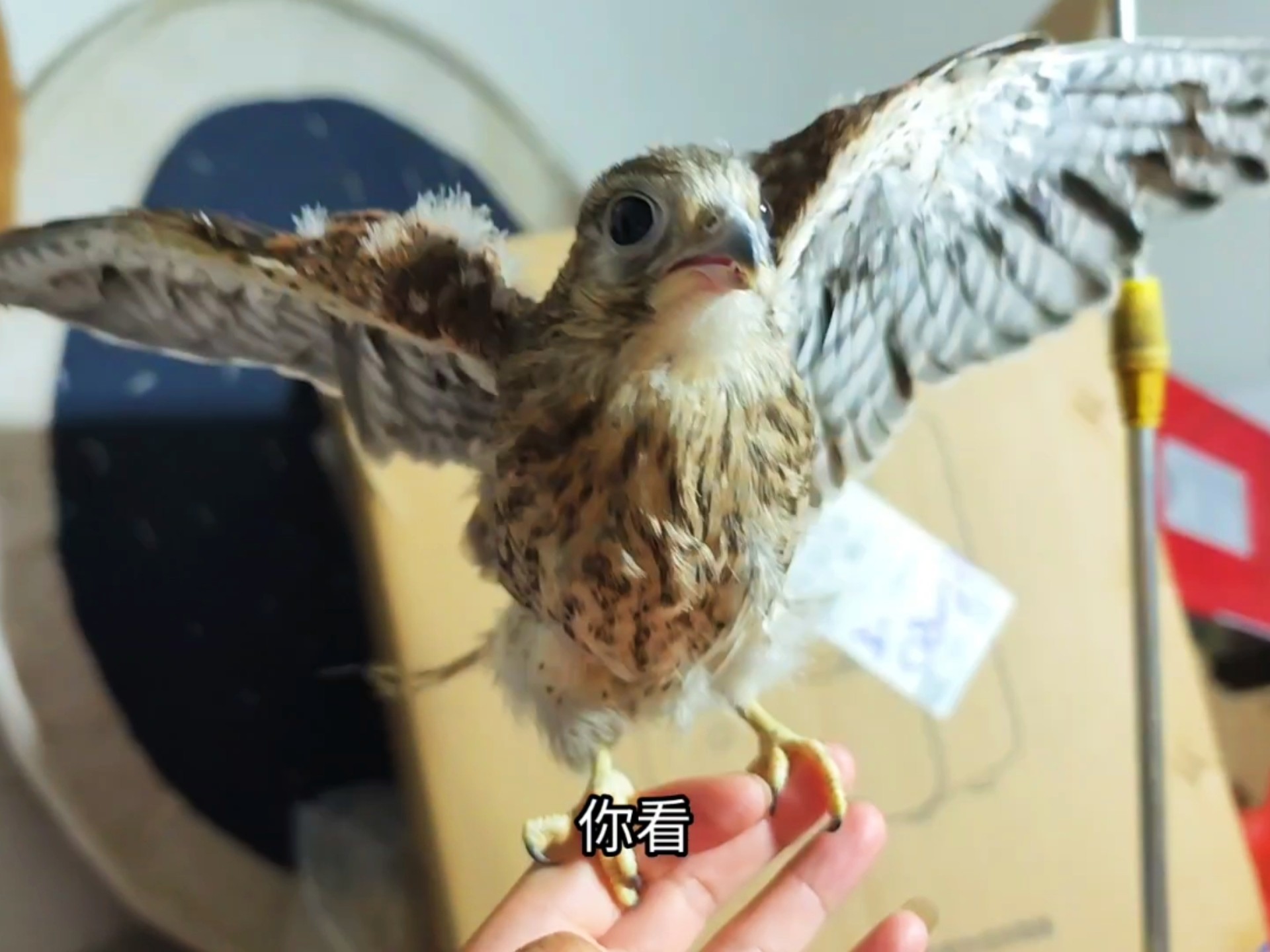 这只营养不良翅膀和腿畸形的红隼,竟然会飞了!-MK的鹦鹉-MK的鹦鹉-哔哩哔哩视频
