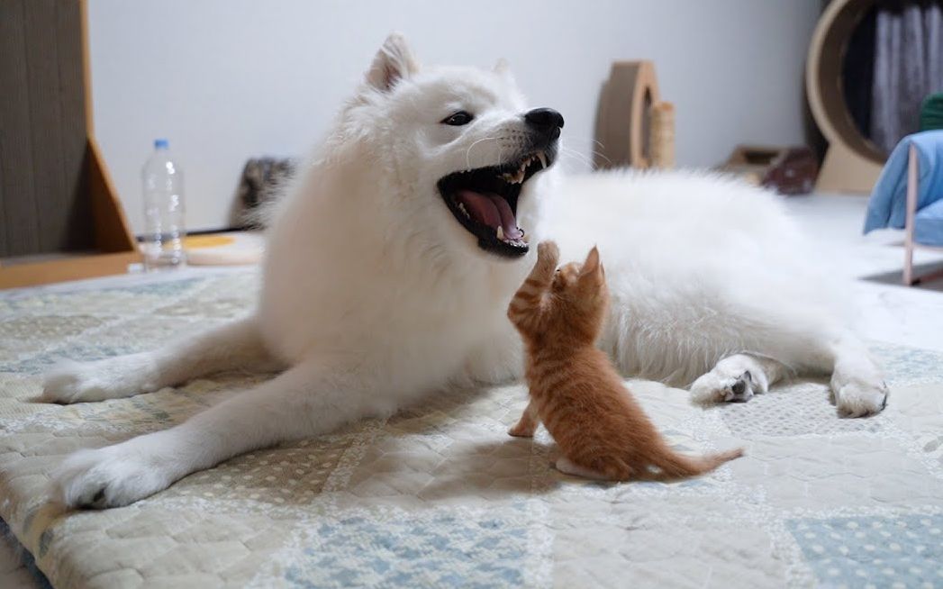 [图]小猫咪咬了大狗狗的话.....