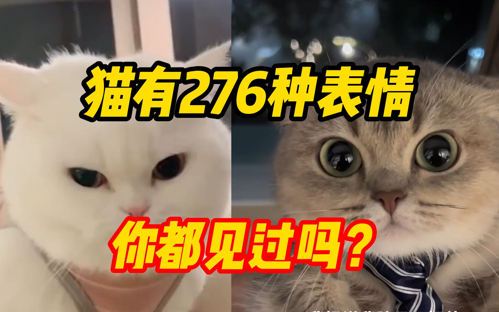 猫有276种不同的面部表情!这些你都见过吗?哔哩哔哩bilibili