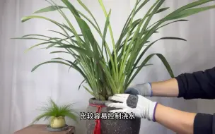 下载视频: 园艺师教你：如何让大花蕙兰复花？只需注意3点！赶紧看看