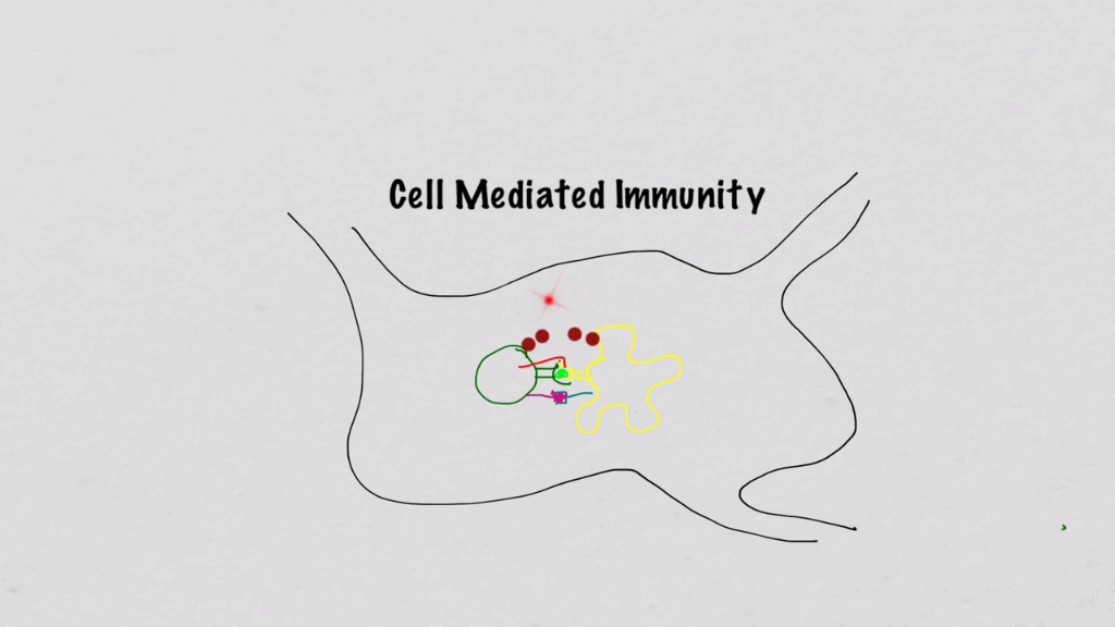 【免疫学】cd4 t细胞介导的免疫(cd4  t cell me