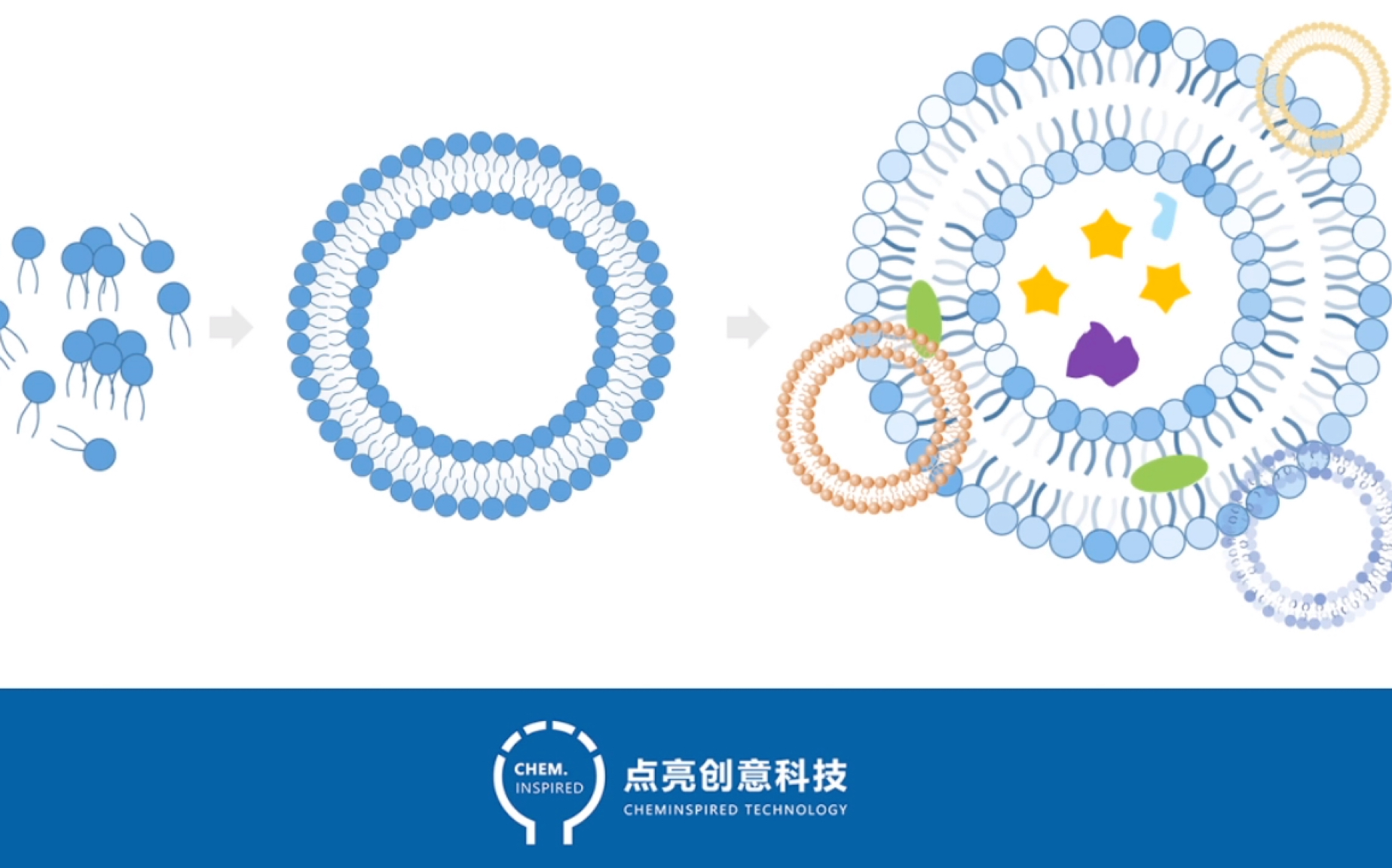 科研助力之ppt简单快速制作双磷脂分子层膜结构图形